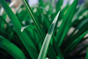 Green leaves