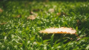 Golden Leaf on the grass Wallpaper