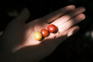 Trên tay hạt cà phê