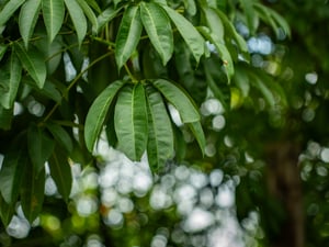 Green Leaves: Center Bokeh of Tamron G2