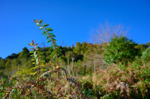 Astragalus monspessulanus