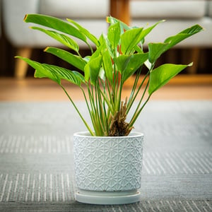 Spathiphyllum wallisii