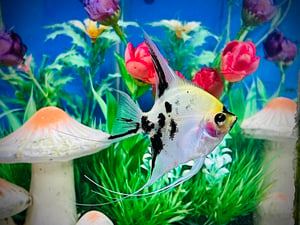 Small fish underwater