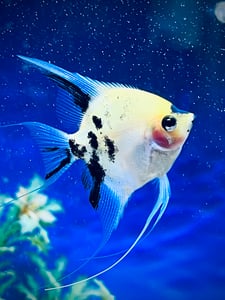 Một con cá đang suy nghĩ
