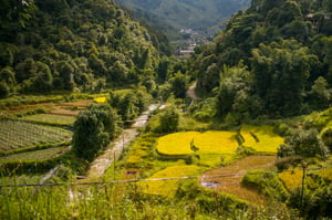 Dòng suối và ruộng bậc thang