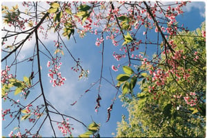 Spring cherry blossom under blue sky wallpaper