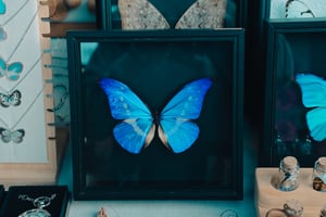 Tiêu bản bướm Morpho được trưng bày trong cửa hàng