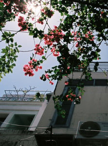 Giàn hoa giấy đón nắng bên hiên nhà
