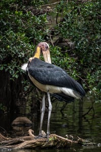 Lesser Adjutant Stork