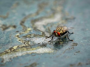 A house-fly of the suborder Cyclorrhapha