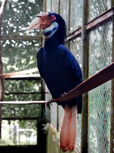 Phượng hoàng đất