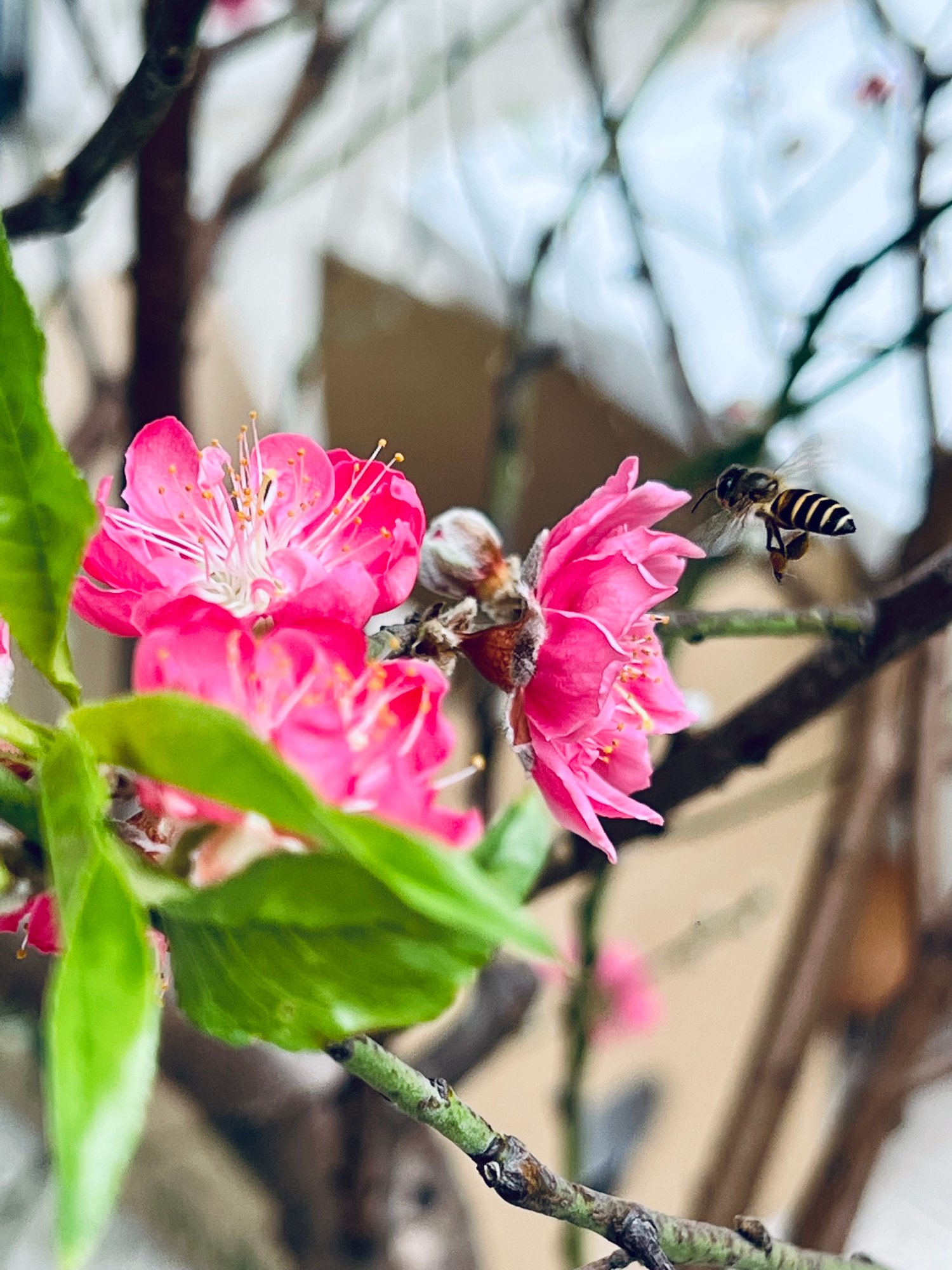 A bee flying next to a cherry blossom