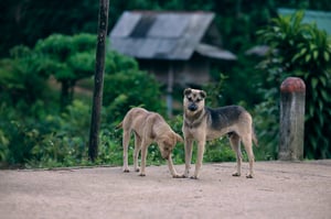 A couple of dogs