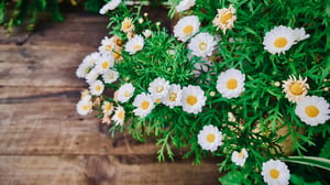 Những đóa hoa cúc trắng