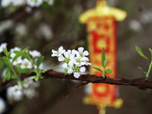 Một bụi tuyết mai