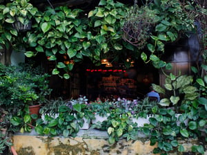 Khung cửa đầy cây