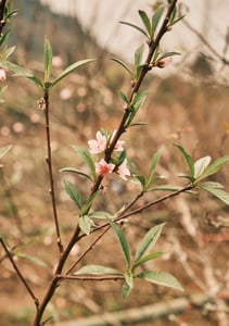 Một cành đào nở hoa