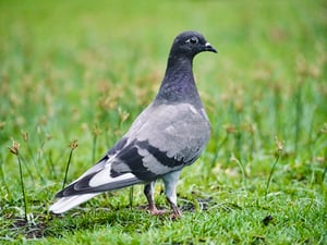 Rock Dove Pigeon