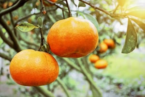 Những trái quýt vàng