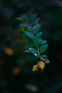 Giọt sương trên lá cỏ