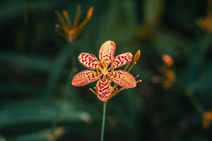 Leopard Lily, also known as Blackberry Lily