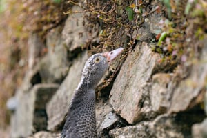 Duck getting plants on the rock