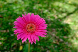 Hoa đồng tiền hồng
