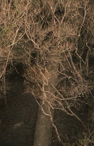 Đường đi giữa rừng