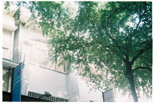 Dưới tán lá me