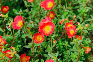 Hoa mười giờ