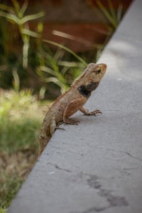 Changeable Lizard