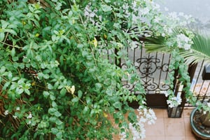 Hoa giấy