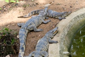 3 crocodiles sunbathing next to a pond