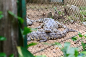 Big crocs behind metal fences