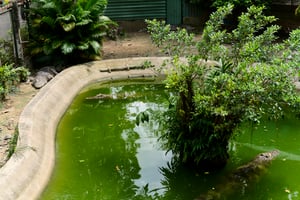 Crocodile area of a local zoo