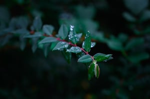 Giọt sương trên lá cỏ