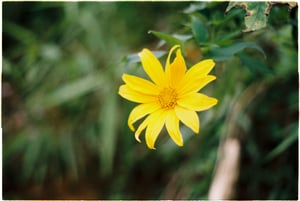 A wild flower