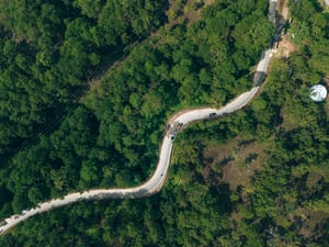 Con đường giữa rừng thông
