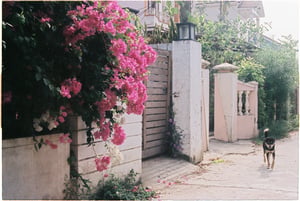 Bụi hoa giấy bên tường nhà