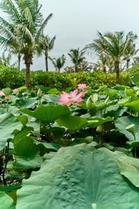 Lotus flowers and leave