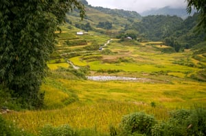 Cánh đồng lúa vàng