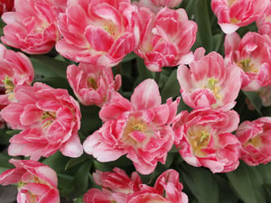 Hoa Tulip Peony Hồng