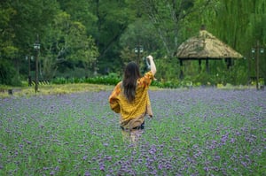 The girl in the lavender field