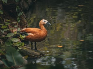 Ruddy Shelduck