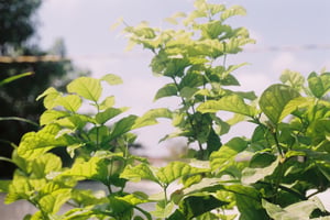 Nature Leaves Wallpaper