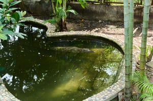 A crocodiles sunbathing in a pond