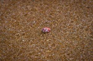 Vỏ sò tí hon Wallpaper