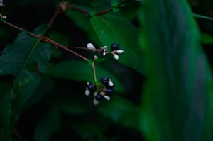 Creeping Smartweed (lá thồm lồm)