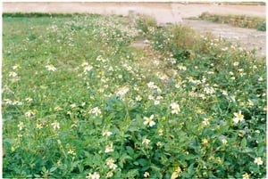 Bụi cỏ xuyến chi