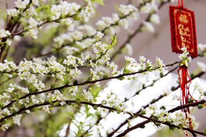 Tuyết mai cho ngày đầu năm mới